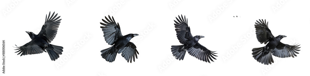 Fototapeta premium Four stages of a crow in flight wings spread dynamically captured in a sequence on transparent background