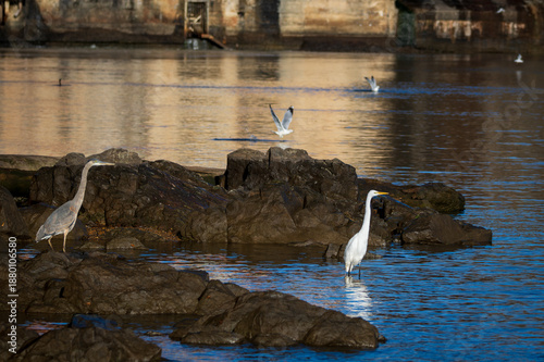White Egret searching for food

