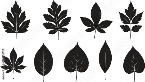 Silhouette of various leaf shapes and types in black on white background