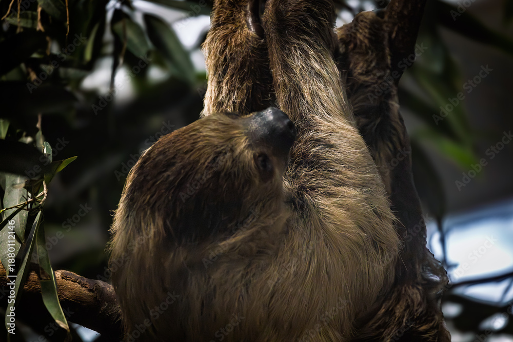 Fototapeta premium A sloth resting in a tree