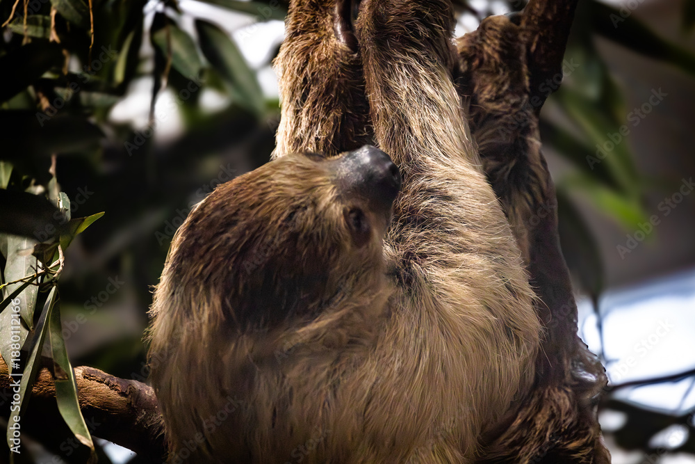 Fototapeta premium A sloth resting in a tree