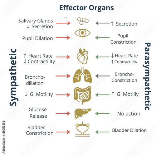 Fotografie Infographic visually contrasts the physiological effects of the sympathetic and parasympathetic systems on various effector organs like eyes, heart, and lungs