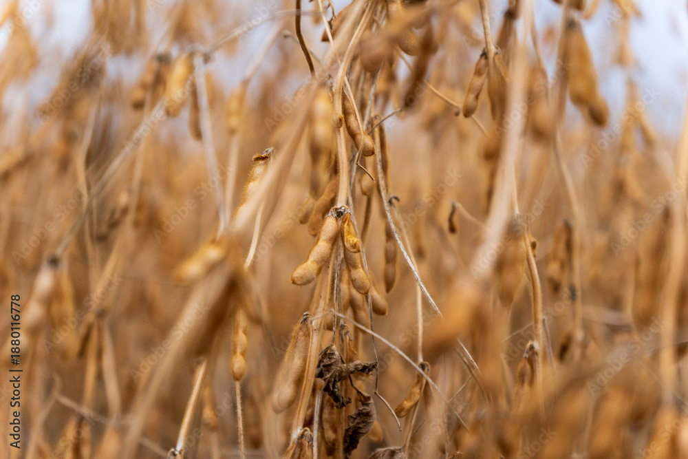 Fototapeta premium Soybeans reach maturity in a farm field as farmers prepare for harvest, with pods hanging on plants ready for collection