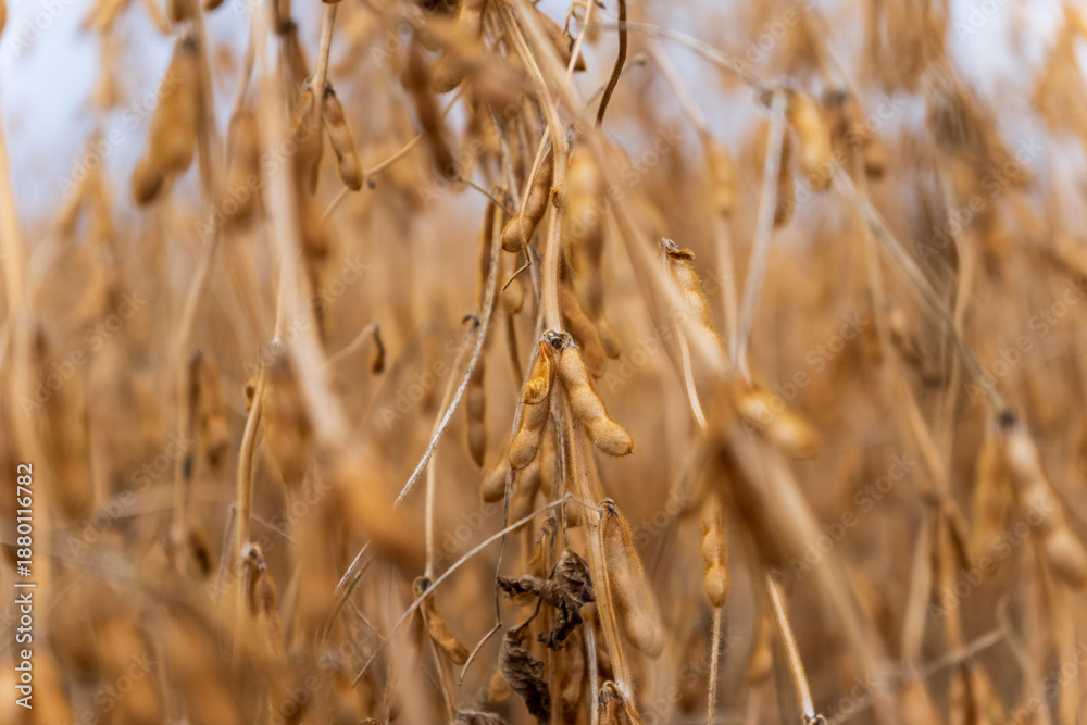 Fototapeta premium Soybeans grow in a field with brown pods ready for harvest as farmers prepare for the autumn season