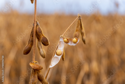 Soybeans are ready for harvest in a field. The plants show mature pods filled with beans under clear skies
