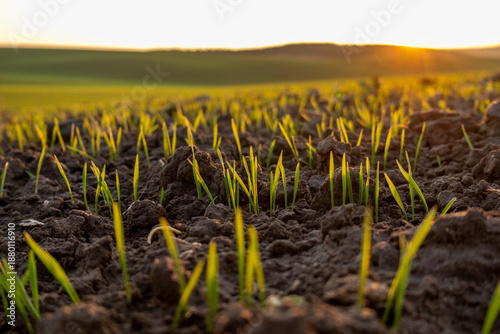 Vászonkép Wheat sprouts emerge from dark soil in a winter field as sunlight rises over rol