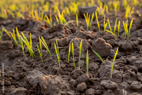 Wheat sprouts emerge from the brown soil in a winter field during the early morning. The grass grows in small patches
