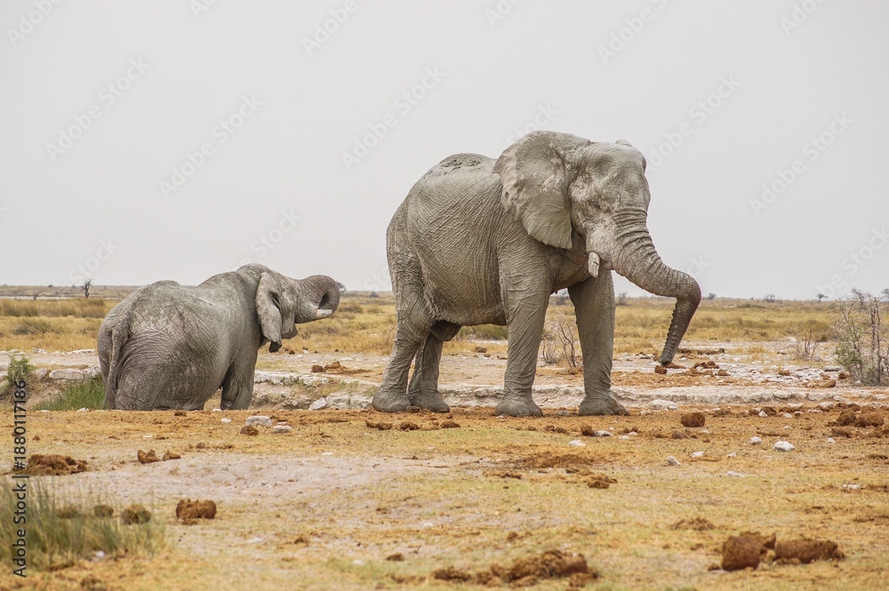 Fototapeta premium Elephants in the Etosha National Park in Namibia