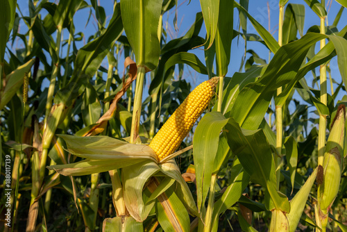 фотографія Tall green corn plants show a yellow ear of corn ready for harvest under clear b