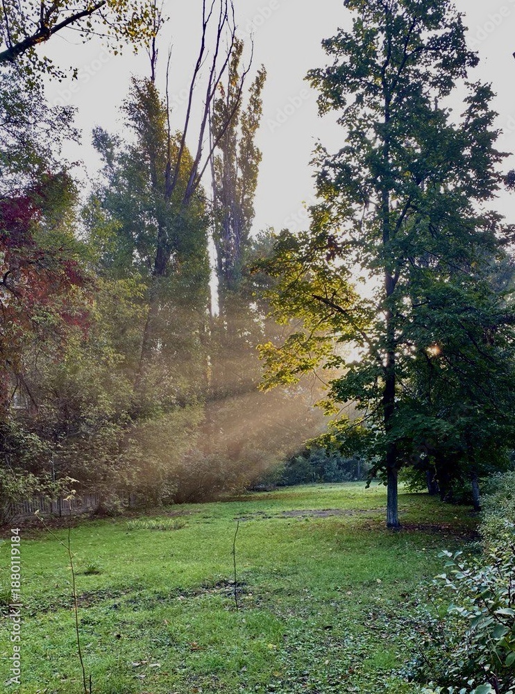 Fototapeta premium Sunlight streaming through tall trees in a green park or forest clearing. Natural landscape with sunbeams, grass and foliage, peaceful outdoor scenery for nature and seasonal concepts.