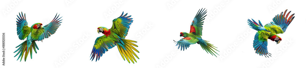 Fototapeta premium Four colorful parrots in different flying poses on transparent background high quality professional detailed modern elegant