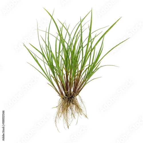 Cyperus aquatic plant with slender green leaves and fibrous roots, growing in wet or shallow freshwater habitats, commonly found in marshes and wetlands as part of natural aquatic vegetation.