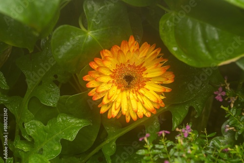 sunflower and bee