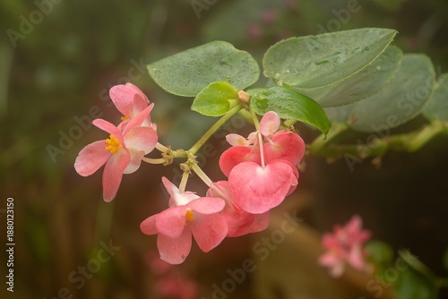 pink magnolia flowers