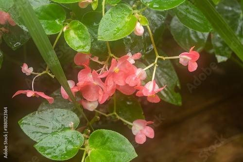 pink hydrangea flower