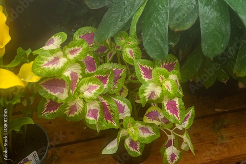 flowers in a pot