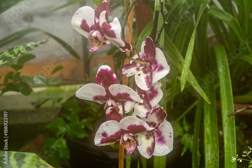 pink orchid flower