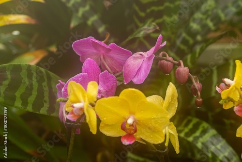pink orchid flower