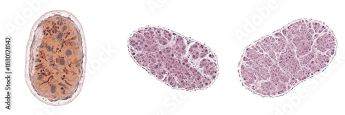 Bild auf Leinwand Cell Mitochondrial Matrix (Matrix Mitochondrialis) Inner Compartment of Mitochon