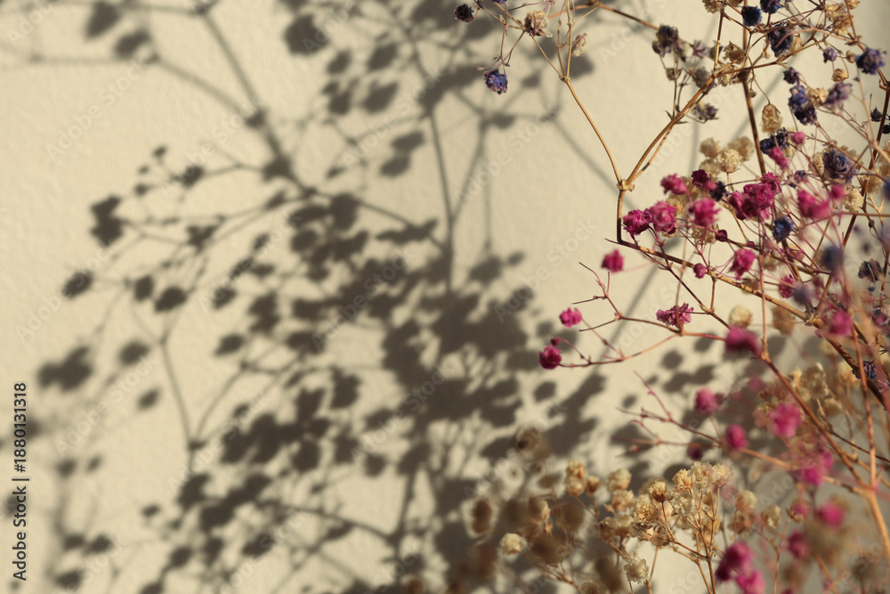 Obraz premium Art Dry Flower, twig, branch bouquet on white, beige interior wall. Minimalist still life. Light and shadow sunlight window aesthetic natural background.