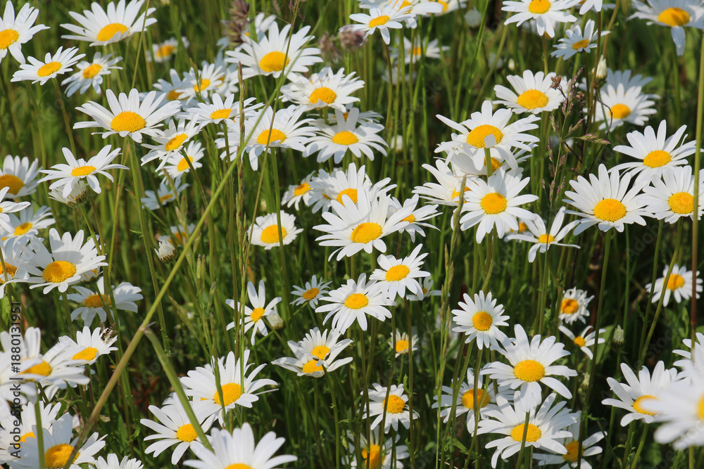 Fototapeta premium Chamomile Leucanthemum vulgare flowers bloom in a meadow
