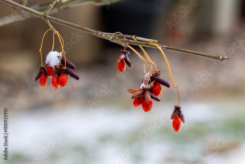 Photography Red berries with snow