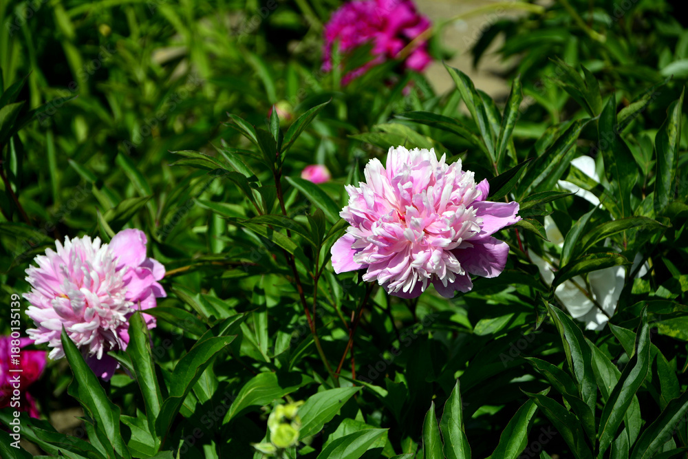 Fototapeta premium rózowe i białe piwonie chińskie w ogrodzie (Paeonia lactiflora), Chinese peony, Chinese herbaceous peony, common garden peony