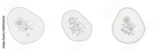 Cell Elaioplast (Lipid Plastid) Non-Pigmented Plastid in Plant Cells Specialized for Lipid Storage, Fatty Acid Biosynthesis and Energy Reserve, Supporting Cellular Metabolism Isolated on White Backgro
