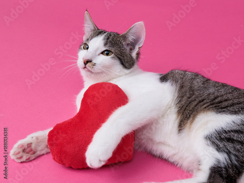 kitten, valentine theme