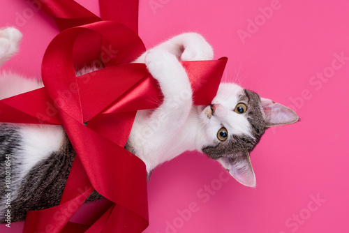 kitten, valentine theme