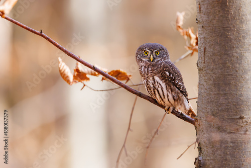 Close-up of tiny Pygmy Owl (Glaucidium passerinum) perched alertly on mossy branch against blurred birch trunk, with spotted brown feathers and piercing yellow eyes in soft light