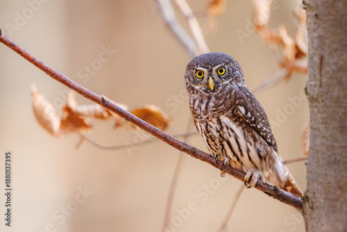 Close-up of tiny Pygmy Owl (Glaucidium passerinum) perched alertly on mossy branch against blurred birch trunk, with spotted brown feathers and piercing yellow eyes in soft light