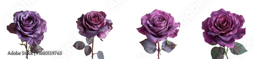Four exquisite purple roses in various bloom stages beautifully isolated on transparent background high quality professional