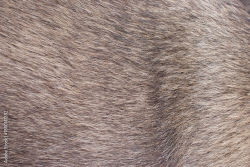 Wallpaper Mural fur texture background closeup  Torontodigital.ca