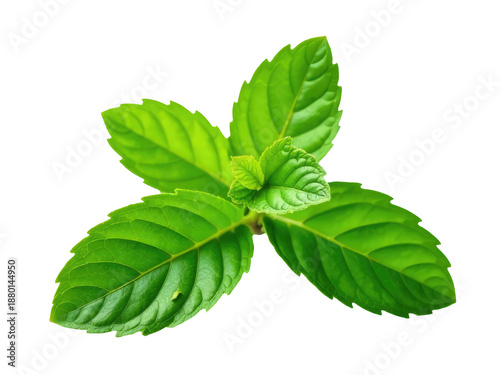 A single green leaf against a white background