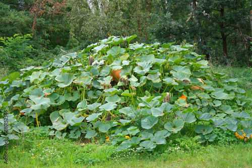 Pumpkin Plant on a Muck Heap, Winter Squash, Cucurbita, Lower Lusatia, Germany
