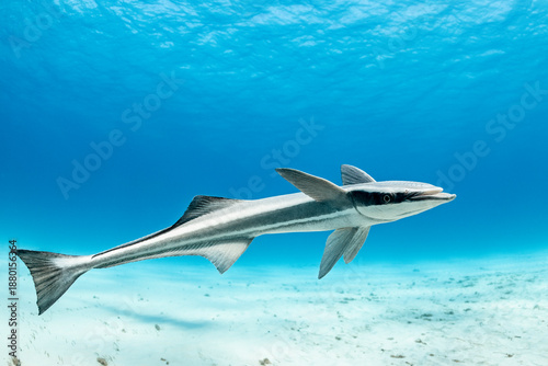 Great hammerhead shark feeding with remora fish in the Bahamas
