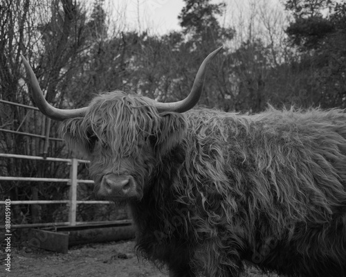 Highland cow
