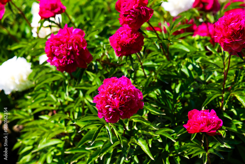 Wallpaper Mural Bright peonies flowers bloom in a garden on a sunny day during spring season Torontodigital.ca