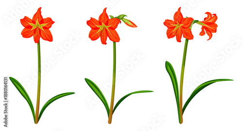 Set of orange hippeastrums in cartoon style. Vector illustration of various hippeastrum flowers, inflorescences, long green leaves isolated on white background. Flowering. Amaryllis. Home plants.