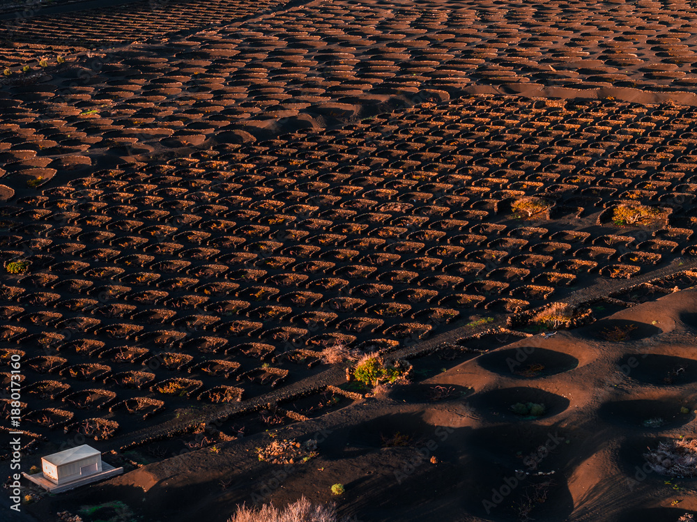 Fototapeta premium Aerial view of La Geria vineyards on Lanzarote shows semicircular stone pits in black volcanic ash. Warm low angle light defines lapilli soil and a small white utility hut.