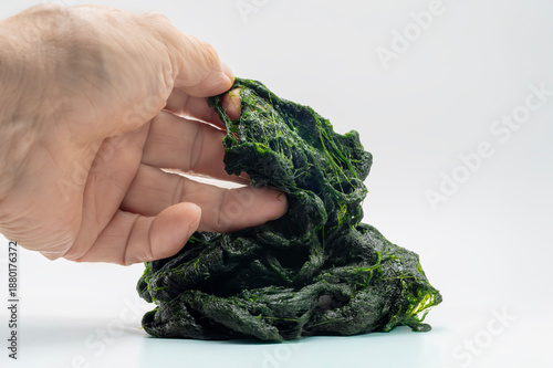 Image of dark green seaweed in a round shape on a white plate, showing a fine, delicate thread-like texture. Korean food ingredients used.