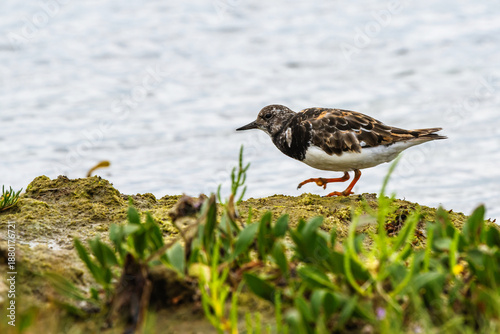 Canvas-taulu Ruddy Turnstone, Arenaria interpres