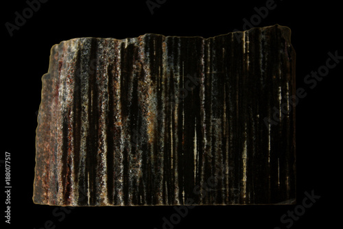 Petriefied Wood Cordaites from the Kyffhäuser in Germany, Fossil from the Permian Period
