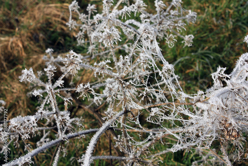 Hoarfrost, tiny Ice Crystals on Herbs, Lower Lusatia, Germany
