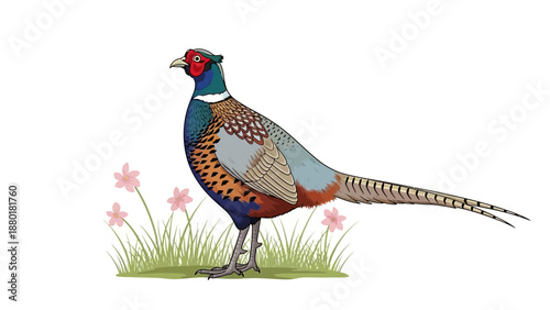 Colorful Common Pheasant Standing in Grass with Flowers