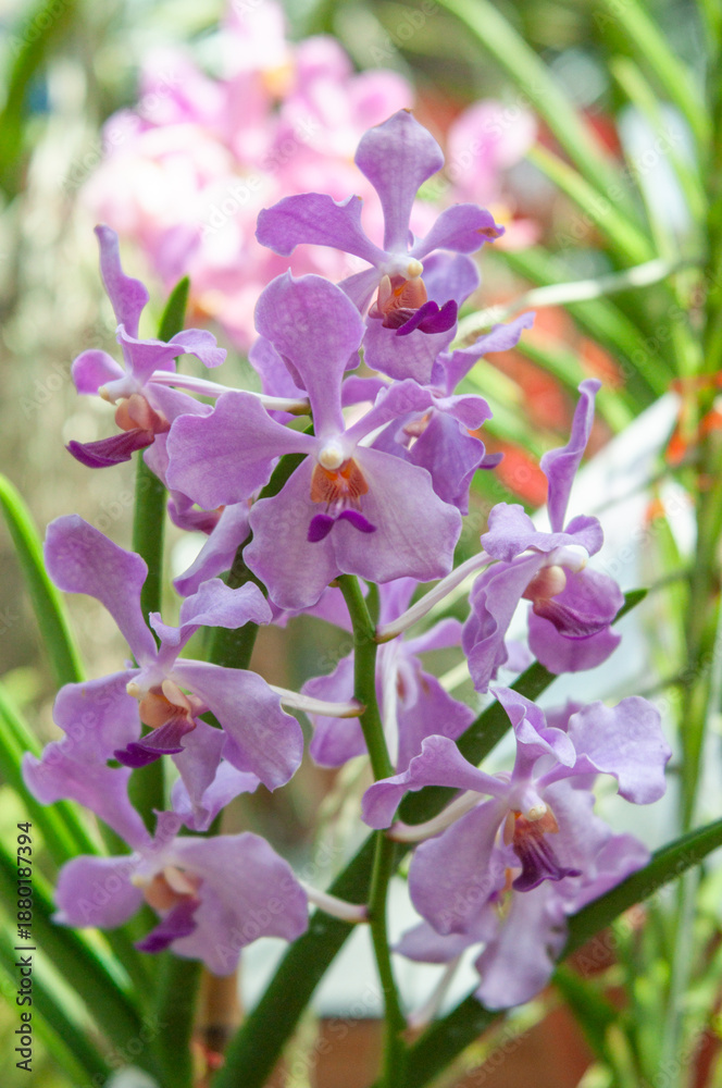 Obraz premium Papilionanda Obama orchid flowers with lavender purple petals and distinctive lip, growing on upright green stems in indoor greenhouse conditions, shallow focus, ideal for plant trade and decor use.