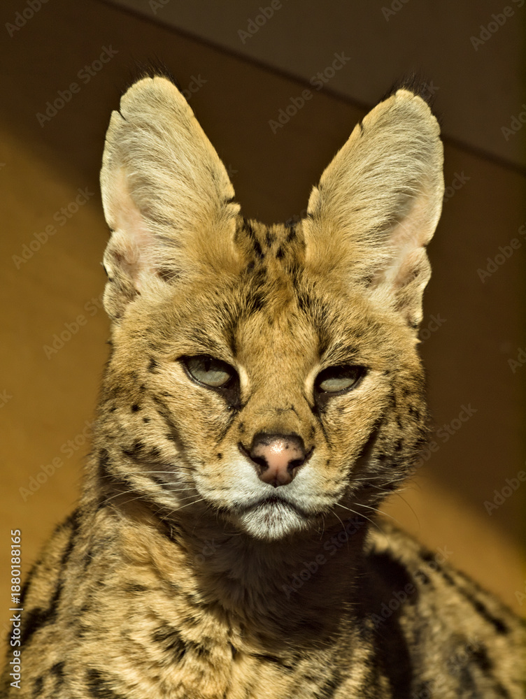 Fotografía serval