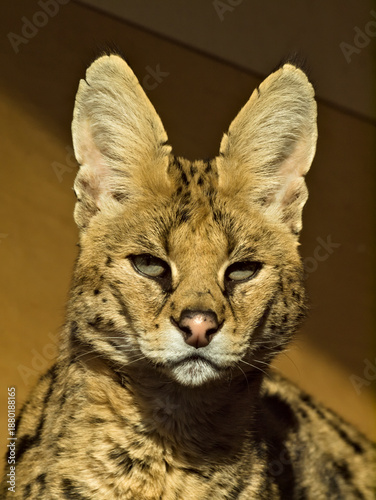Canvas Print serval