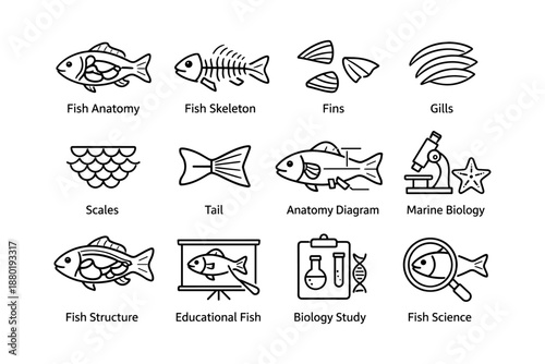 Fish biology diagrams: anatomy, skeleton, fins, gills, scales, tail, educational study